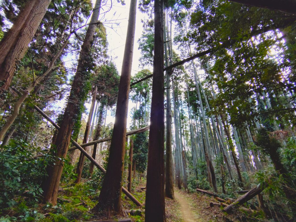 20260118 111355335 1024x768 - 東金日吉神社【千葉県】