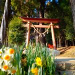 20260118 140511558 150x150 - Tama Shrine [Chiba]