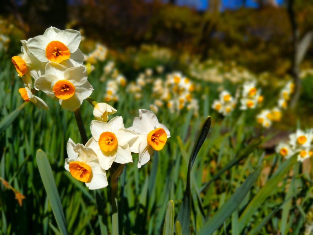 京王百草園【東京都】 20260201 101821514 1024x768 - 京王百草園【東京都】