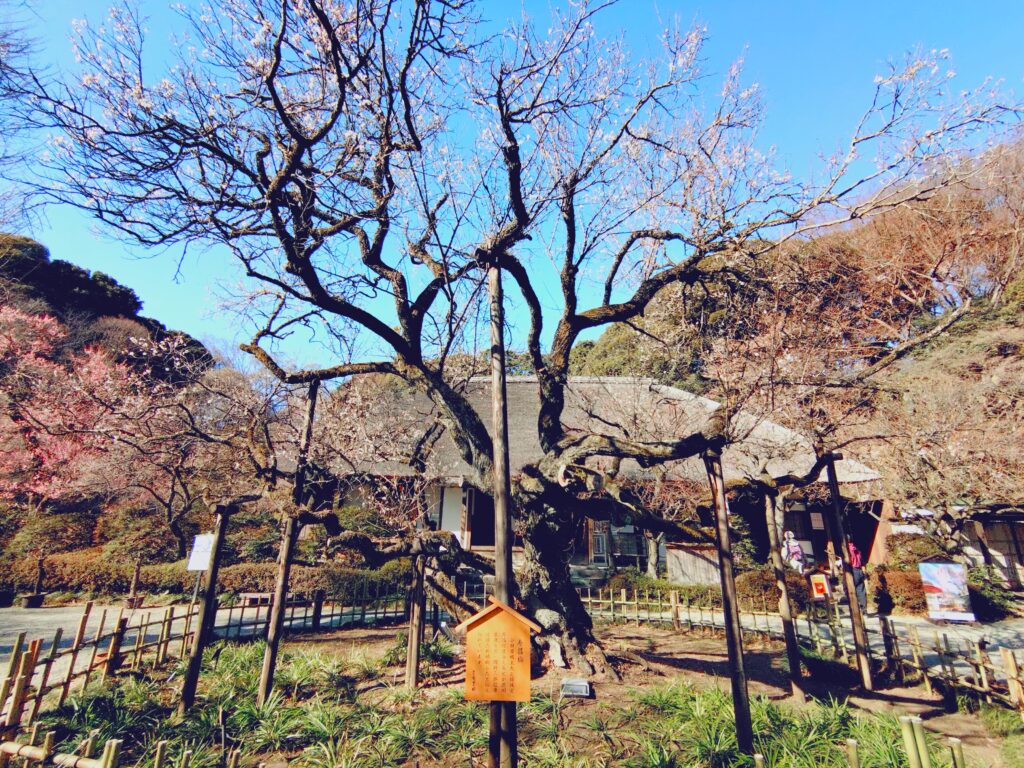 京王百草園【東京都】 20260201 101901422 1024x768 - 京王百草園【東京都】