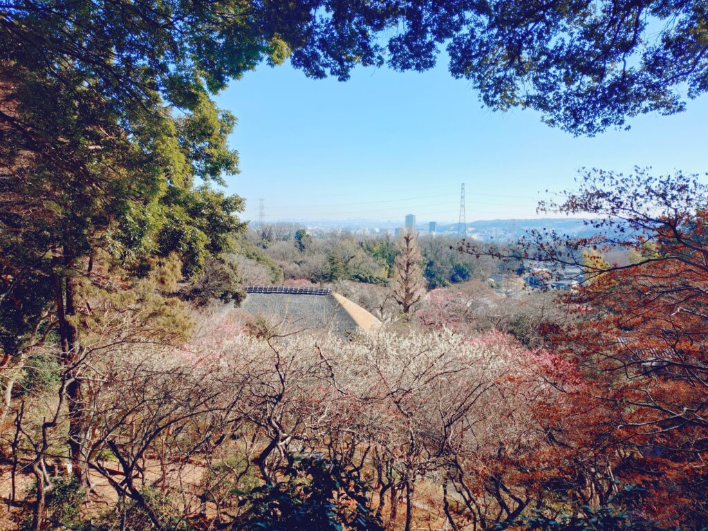 京王百草園【東京都】 20260201 102521229 1024x768 - 京王百草園【東京都】