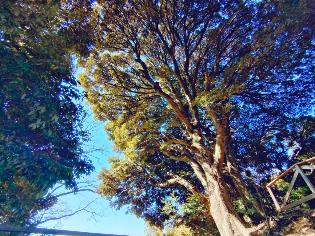 京王百草園【東京都】 20260201 102717197 1024x768 - 京王百草園【東京都】