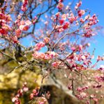 百草八幡神社【東京都】 20260201 103718640 150x150 - 百草八幡神社【東京都】