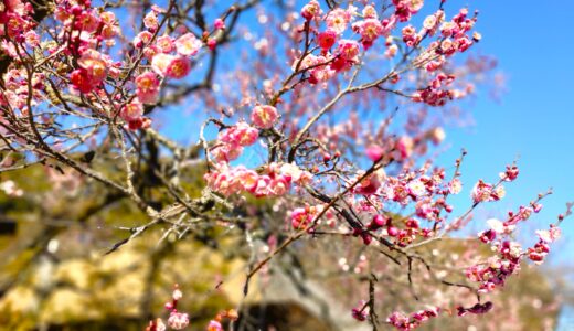 20260201 103718640 520x300 - トップページ用の固定ページ-日本語