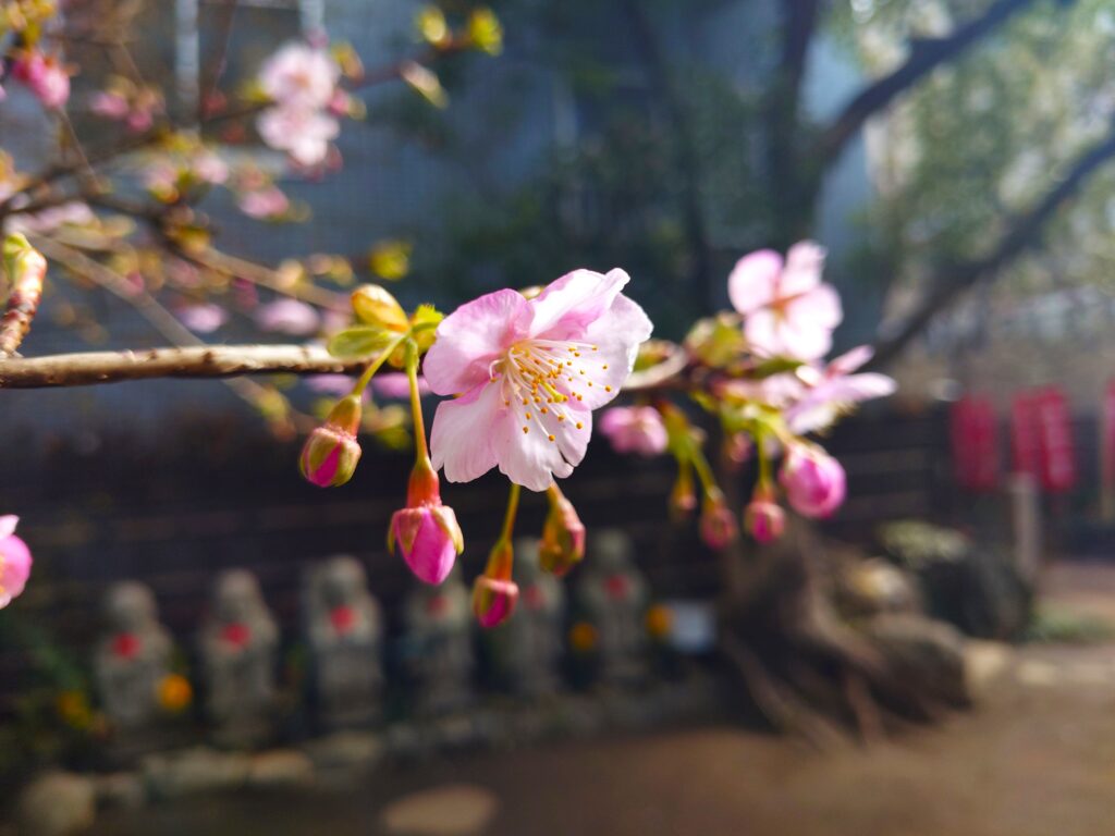 20260212 111722052 1024x768 - 飛不動 (三高寺 正寳院)【東京都】