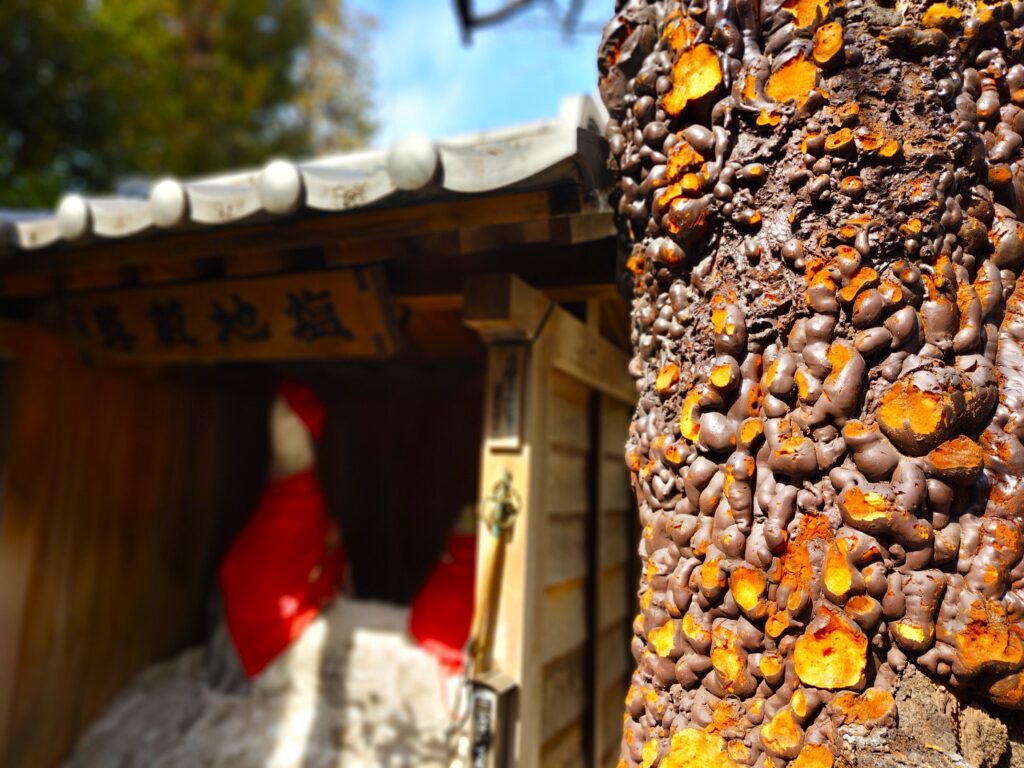 20260220 121147844 1024x768 - 源覚寺(こんにゃく閻魔)【東京都】