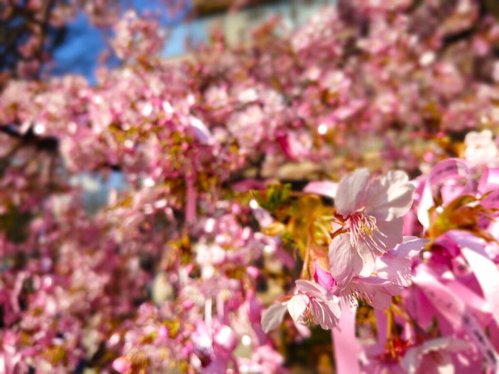 桜神宮【東京都】 20260222 090710068 1024x768 - 桜神宮【東京都】
