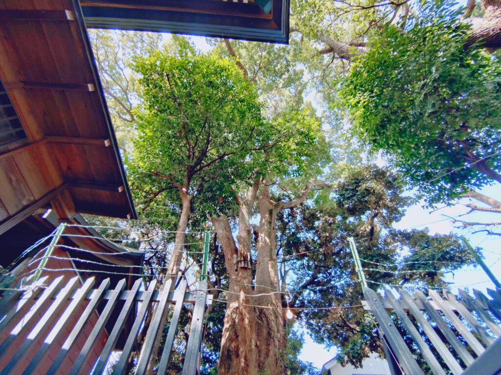 太子堂八幡神社【東京都】 20260222 121450640 1024x768 - 太子堂八幡神社【東京都】