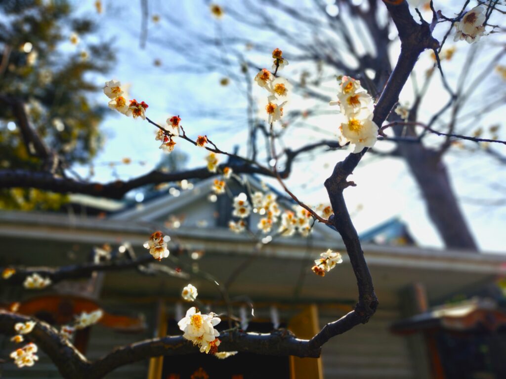 前鳥神社【神奈川県】 20260301 101703141 1024x768 - 前鳥神社【神奈川県】