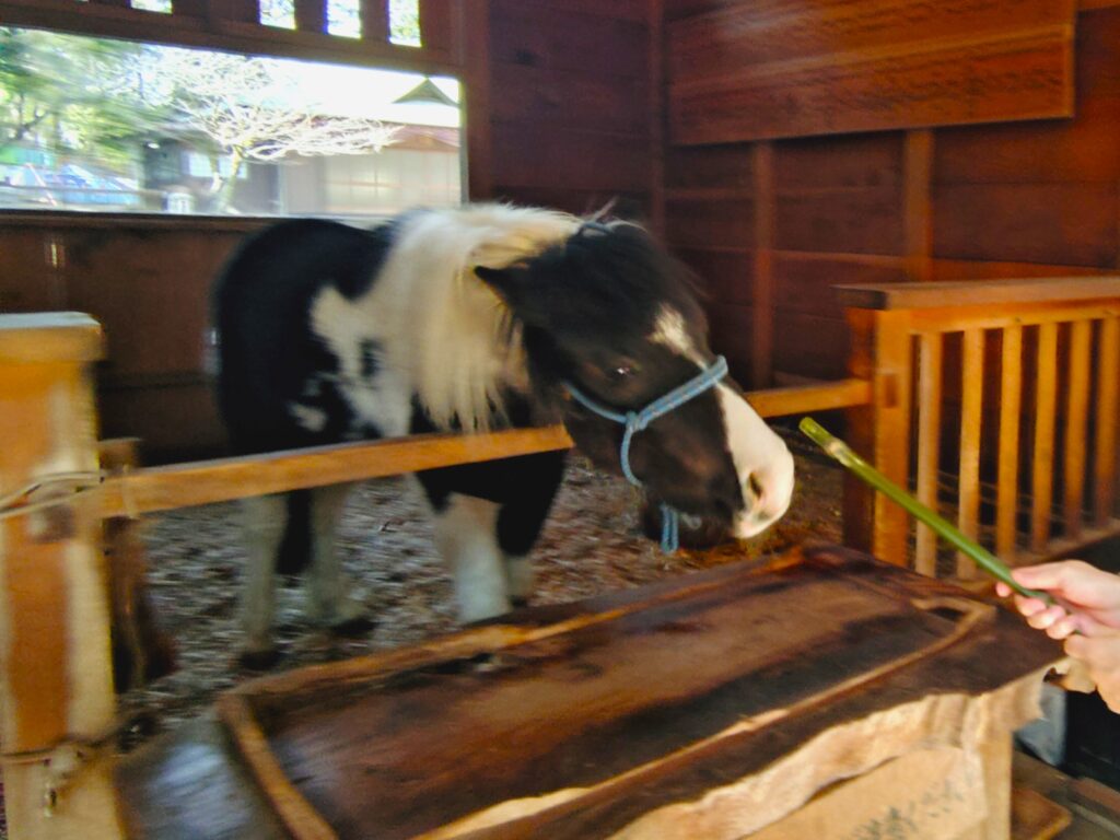 20260301 105249835 2 1024x768 - 平塚八幡宮【神奈川県】