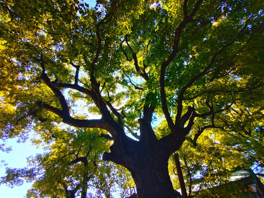 20260315 101132990 1024x768 - 穴八幡宮【東京都】