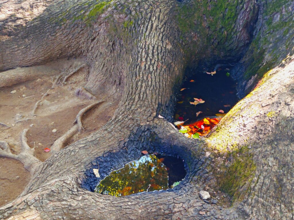 20260315 101151387 1024x768 - 穴八幡宮【東京都】