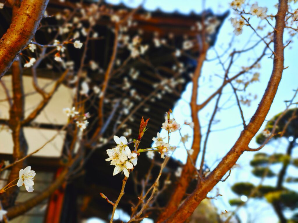 【新宿〜市ヶ谷】眼病平癒の神社を結ぶ歴史散歩。諏訪神社から茶ノ木稲荷神社を巡る開運ルート 20260315 102735841 1024x768 - 【新宿〜市ヶ谷】眼病平癒の神社を結ぶ歴史散歩。諏訪神社から茶ノ木稲荷神社を巡る開運ルート
