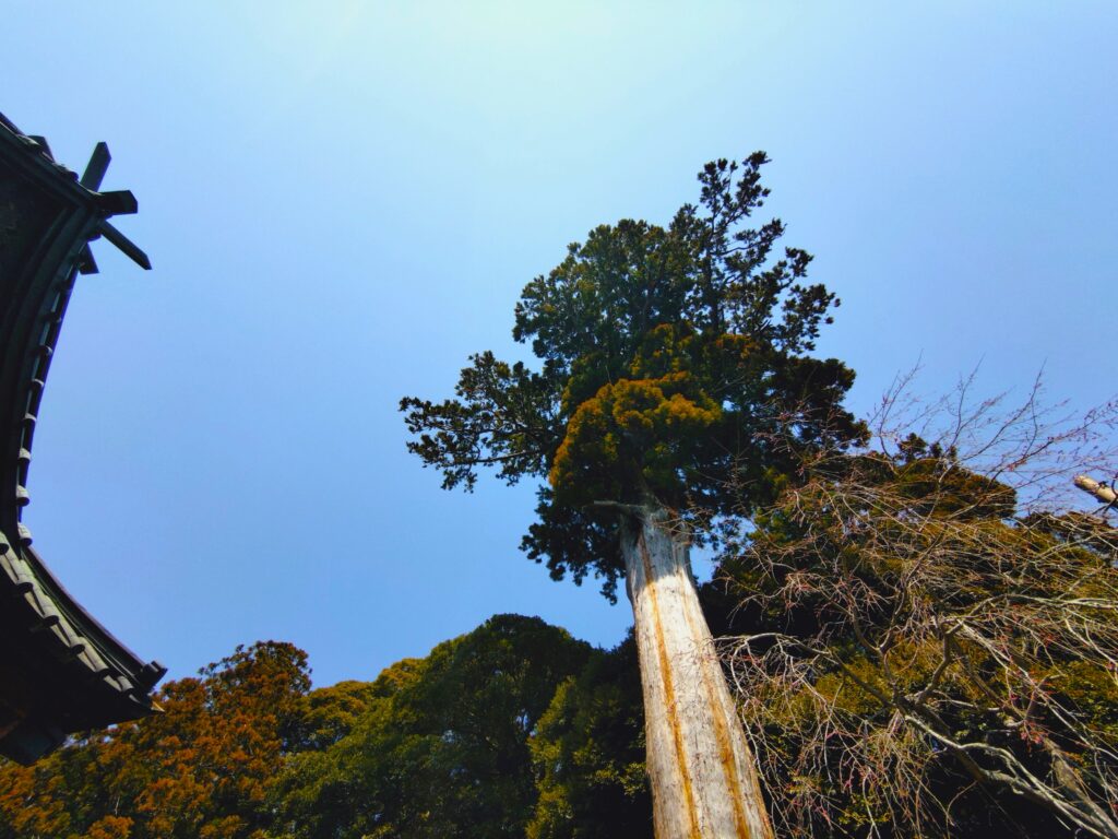20260321 122021745 1024x768 - 筑波山神社【茨城県】