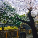 千鳥ヶ淵緑道【東京都】 20260329 080224135 150x150 - 千鳥ヶ淵緑道【東京都】