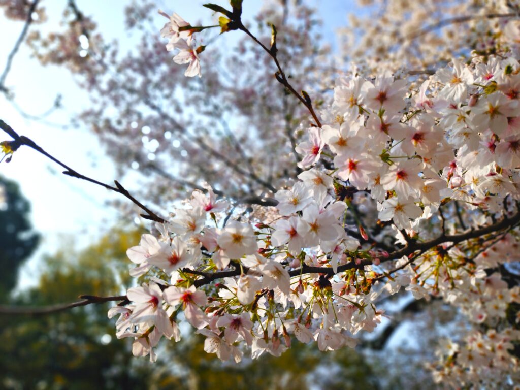 音無親水公園【東京都】 20260329 080431161 1024x768 - 音無親水公園【東京都】