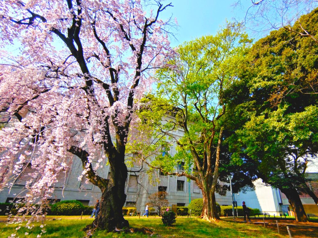 20260329 100238848 2 1024x768 - 東京国立博物館（日本庭園）【東京都】