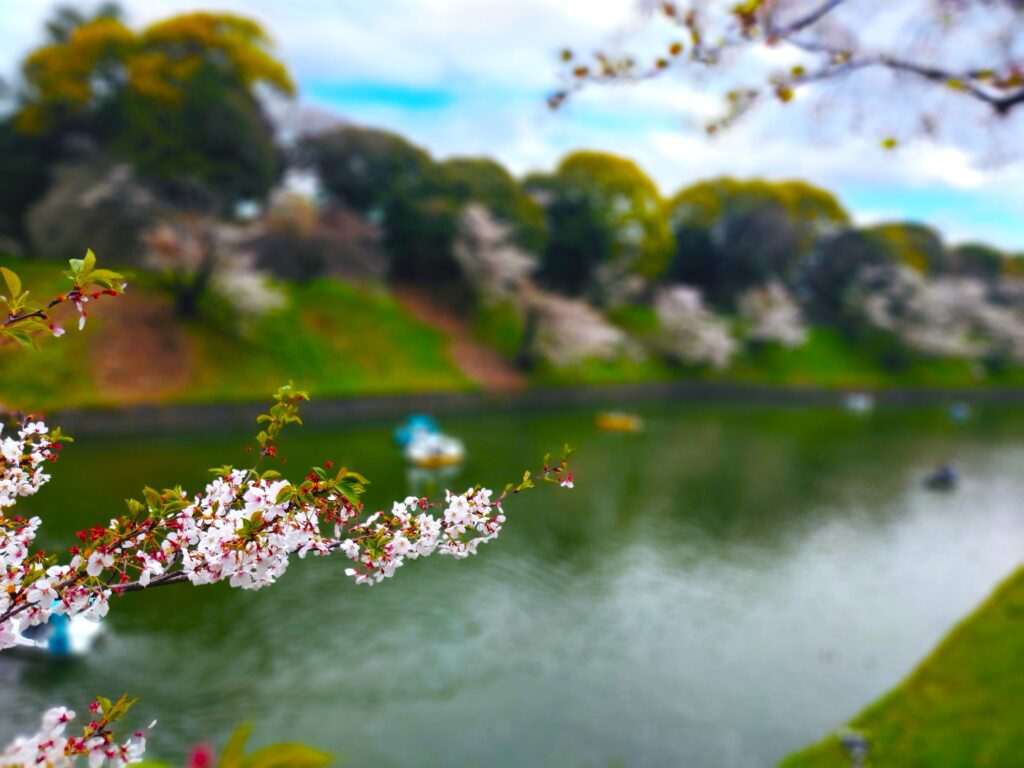 千鳥ヶ淵緑道【東京都】 20260405 1119146854 1024x768 - 千鳥ヶ淵緑道【東京都】