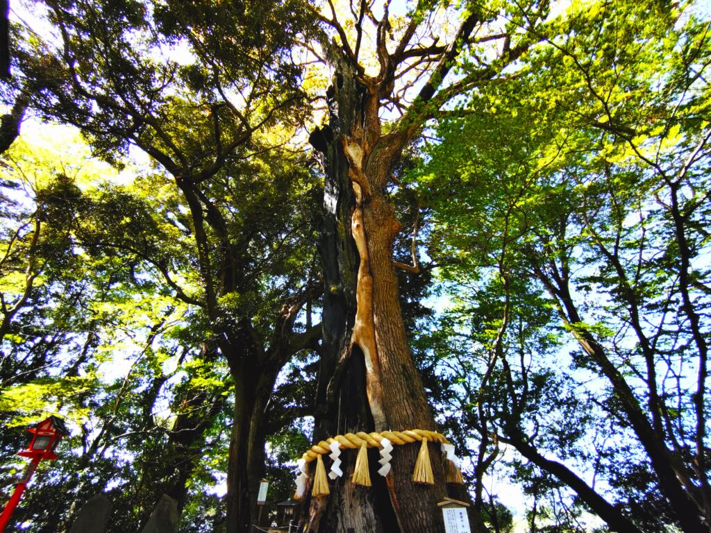 20260412 095438177 1024x768 - 常陸國總社宮【茨城県】