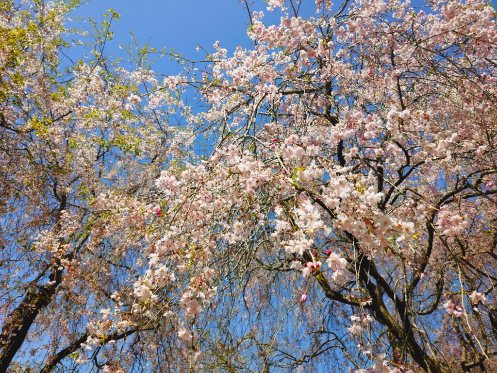 常陸風土記の丘【茨城県】 20260412 103800208 1024x768 - 常陸風土記の丘【茨城県】