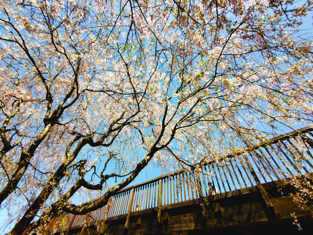 常陸風土記の丘【茨城県】 20260412 104049524 1024x768 - 常陸風土記の丘【茨城県】