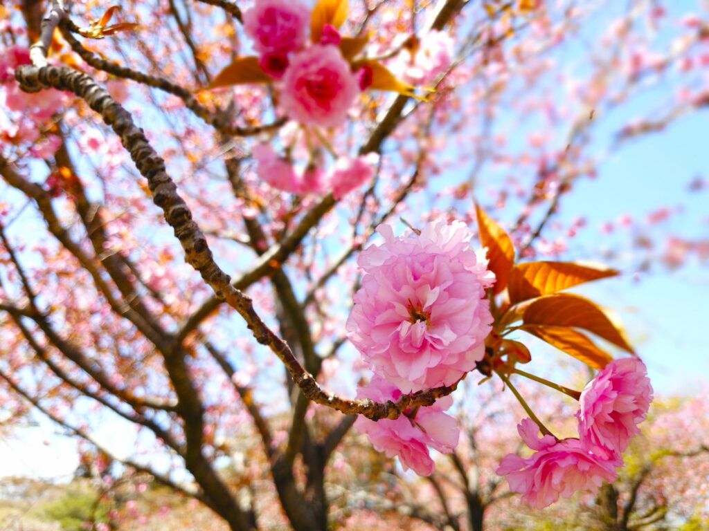 常陸風土記の丘【茨城県】 20260412 105235307 1024x768 - 常陸風土記の丘【茨城県】