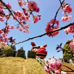 20260412 1105194472 150x150 - 正福寺と笹間つつじ公園【茨城県】