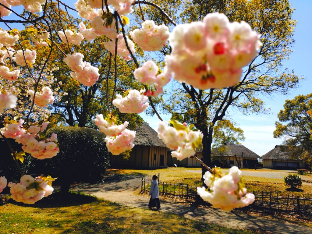 常陸風土記の丘【茨城県】 20260412 1125421432 1024x768 - 常陸風土記の丘【茨城県】