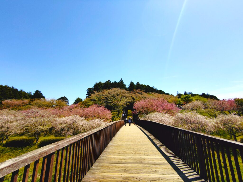 常陸風土記の丘【茨城県】 20260412 113115894 1024x768 - 常陸風土記の丘【茨城県】