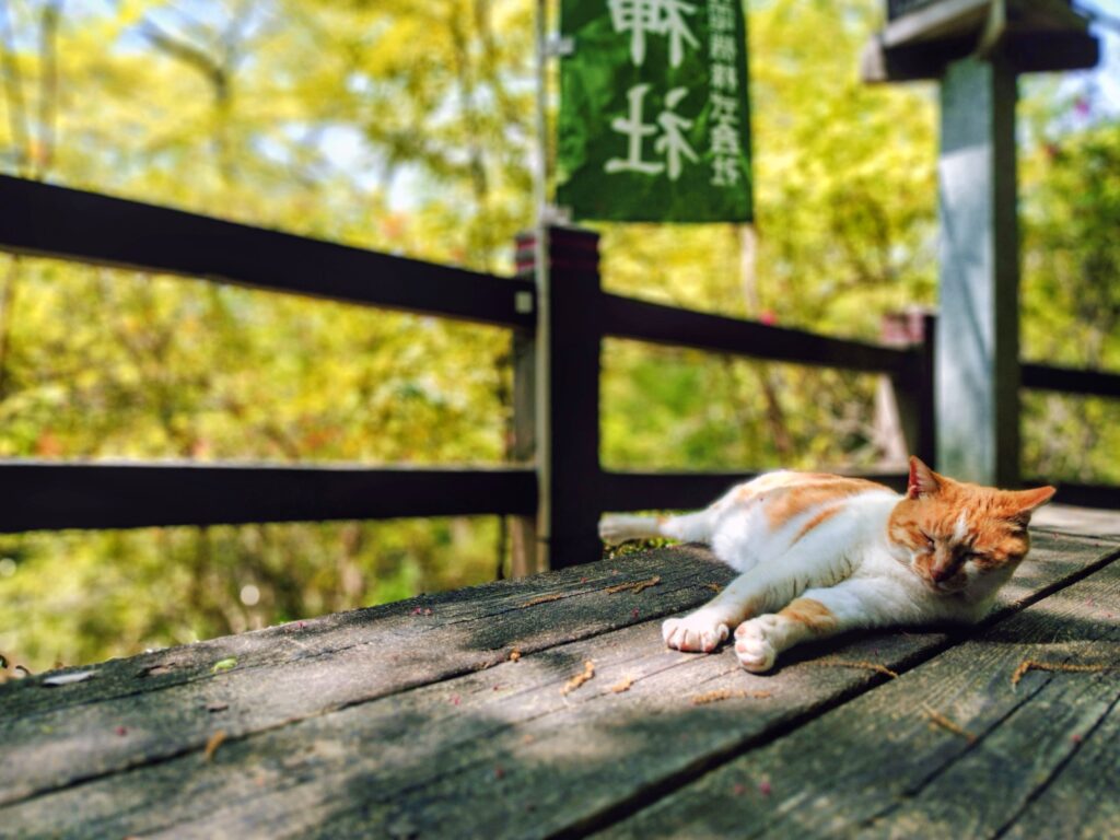20260419 1054417932 1024x768 - 唐澤山神社【栃木県】
