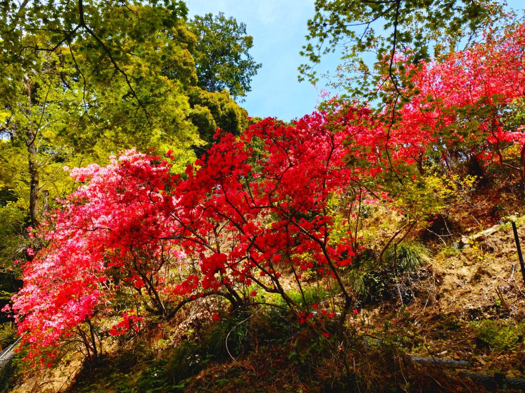 20260419 112133040 2 1024x768 - 唐澤山神社【栃木県】