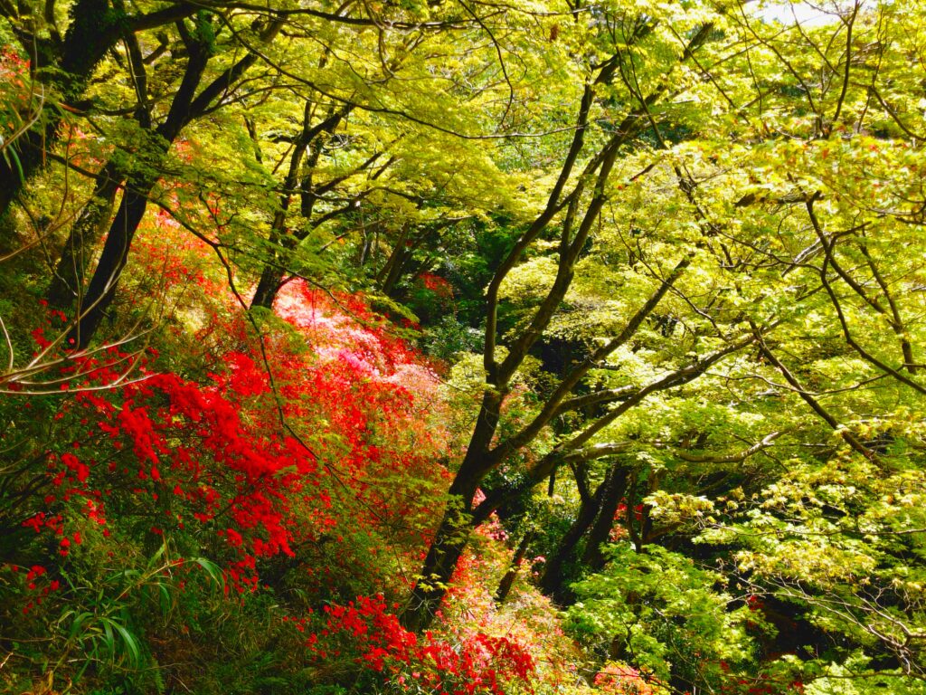 20260419 112357770 1024x768 - 唐澤山神社【栃木県】
