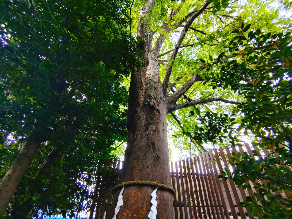 埼玉県川口市 鎮守氷川神社の立派な御神木 埼玉県川口市 鎮守氷川神社の立派な御神木