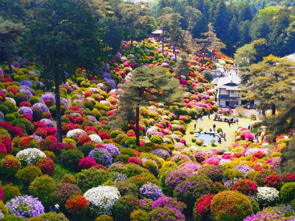 20260426 095738217 1024x768 - 塩船観音寺・塩船観音つつじ園【東京都】