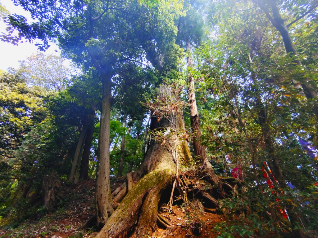 20260426 101952326 1024x768 - 塩船観音寺・塩船観音つつじ園【東京都】