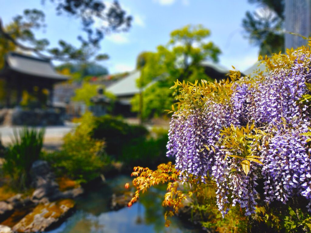 20260426 124000757 1024x768 - 高峯山 天寧寺【東京都】