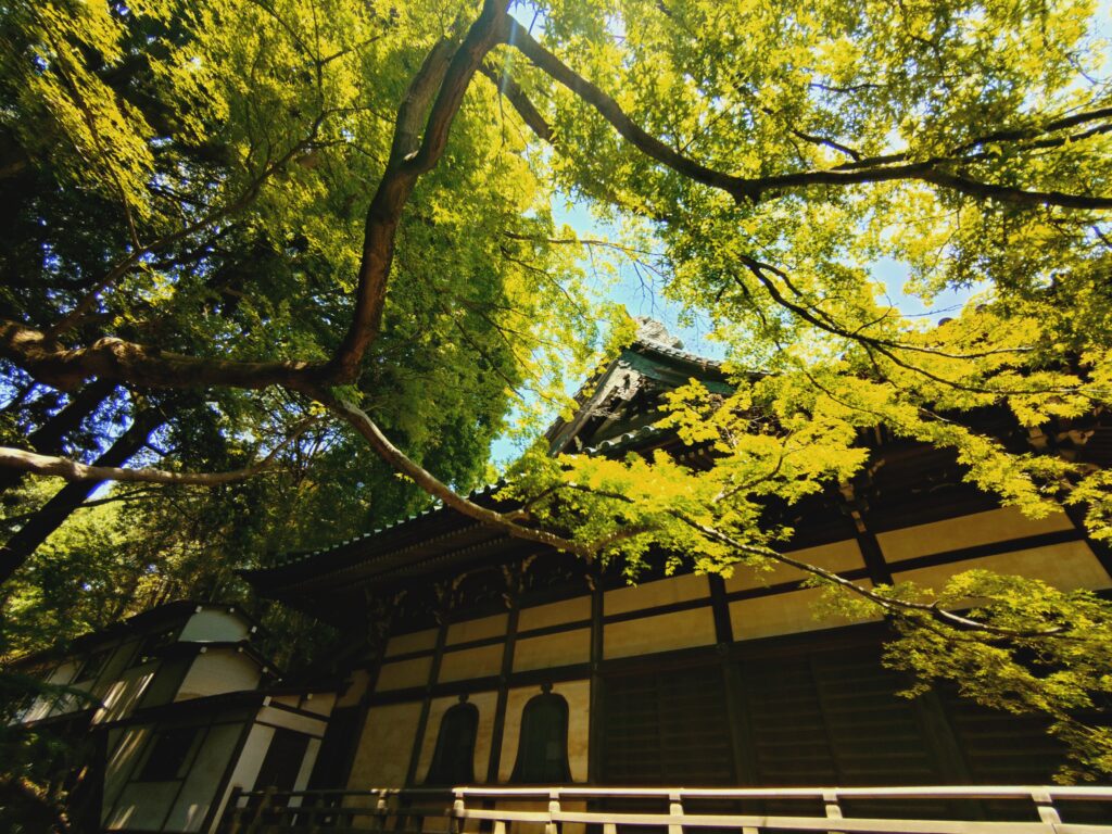 20260502 123839028 1024x768 - 【石神井散策】東京石神井・深い森に眠る歴史の余韻を歩く