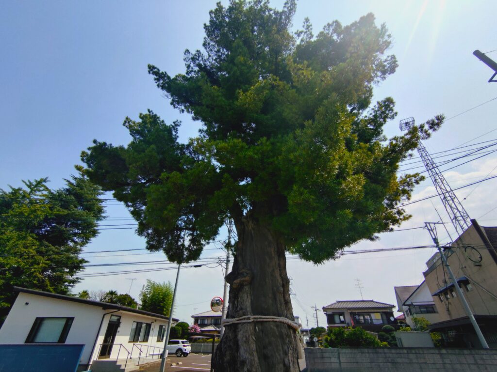 前玉神社【埼玉県】 20260802 095224725 2 1024x768 - 前玉神社【埼玉県】