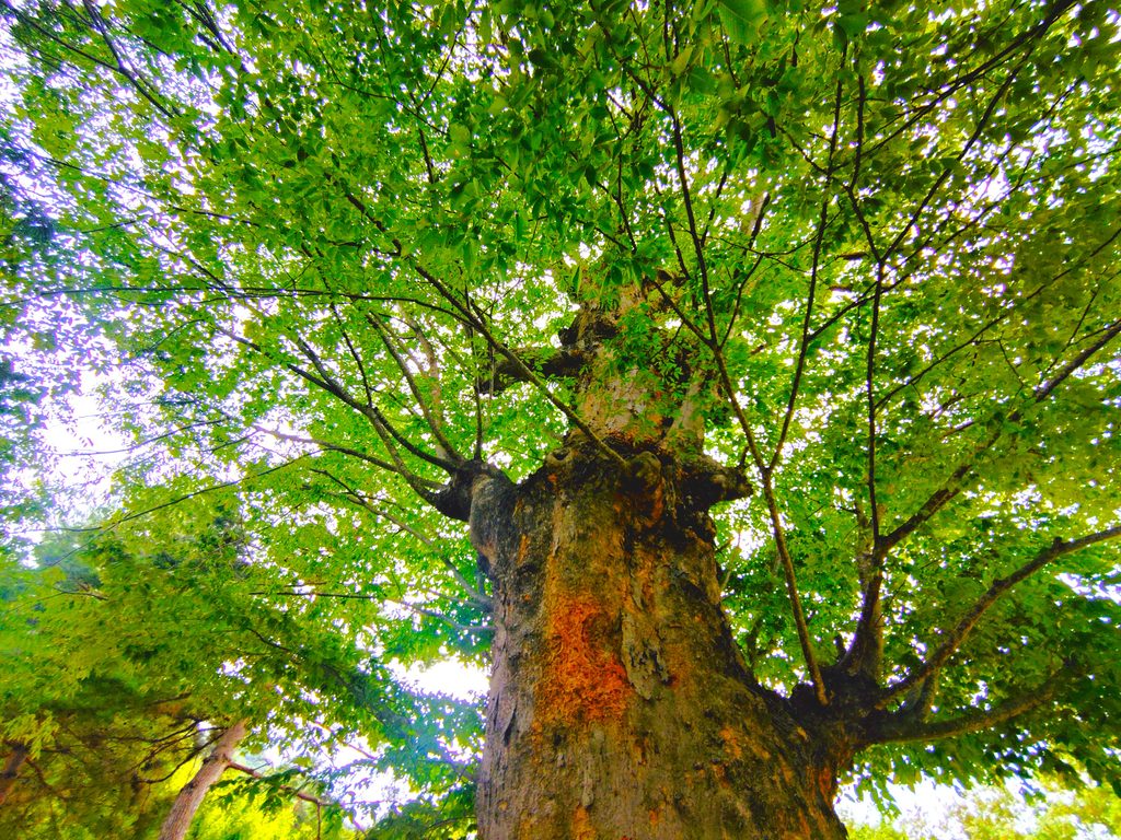 独鈷山 前山寺【長野県】 20260817 141347238 1024x768 - 独鈷山 前山寺【長野県】
