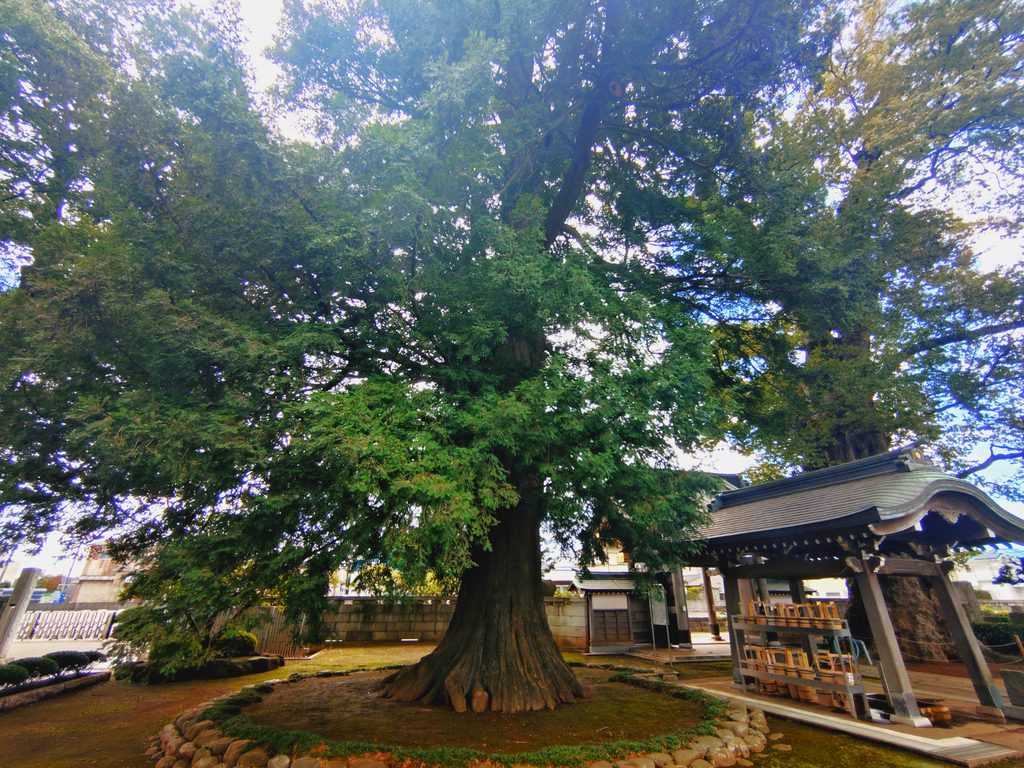 20260922 122000303 1024x768 - 梅岩寺 (東村山市)【東京都】