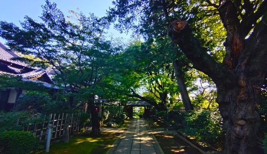 東京都北区 静勝寺の緑に囲まれた美しい参道