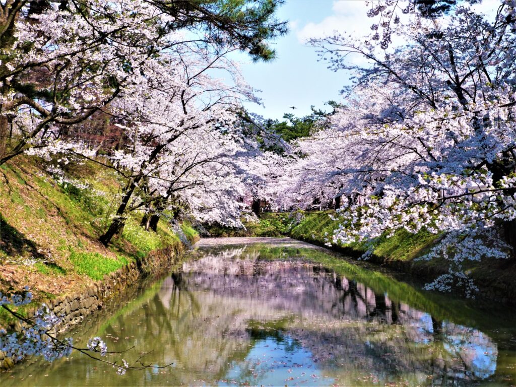 23243881 m 1024x768 - Hirosaki Castle and Hirosaki Park [Aomori]