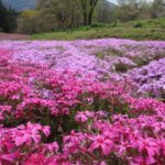 Chichibu Sheep Mountain Park1 150x150 - 富士芝桜まつり（富士本栖湖リゾート）【山梨県】