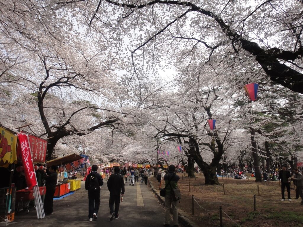 DSC04341 1024x768 - 大宮公園の桜まつり vol.2013