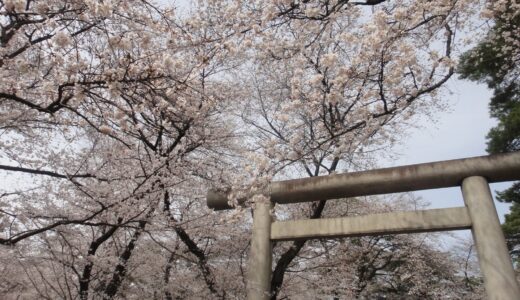 大宮公園の桜まつり vol.2013