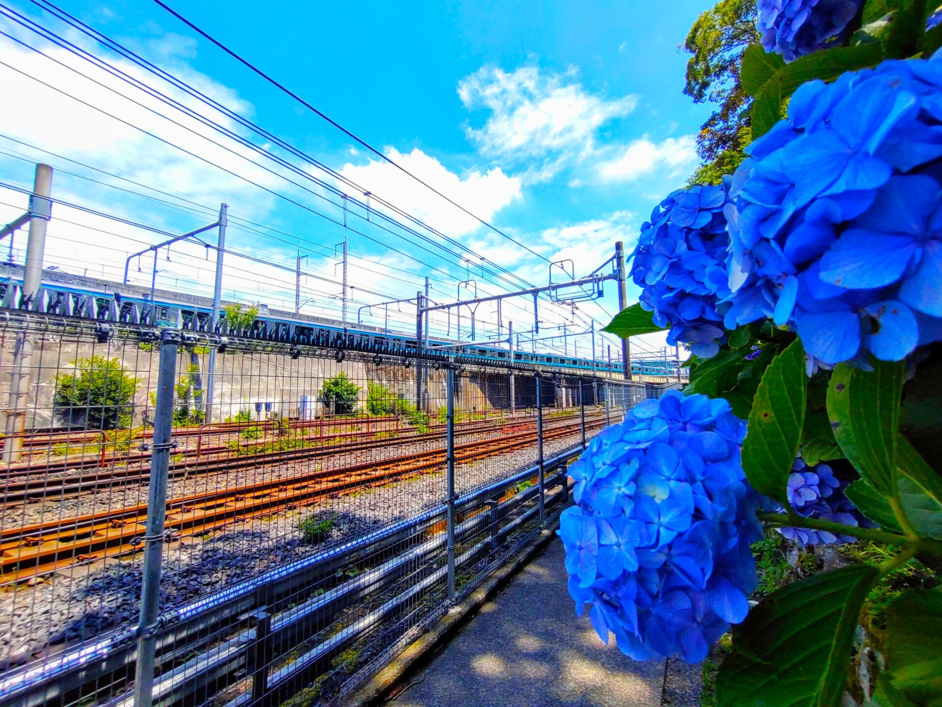 Asuka-no Shokei (hydrangea season) [Tokyo] | Tour of