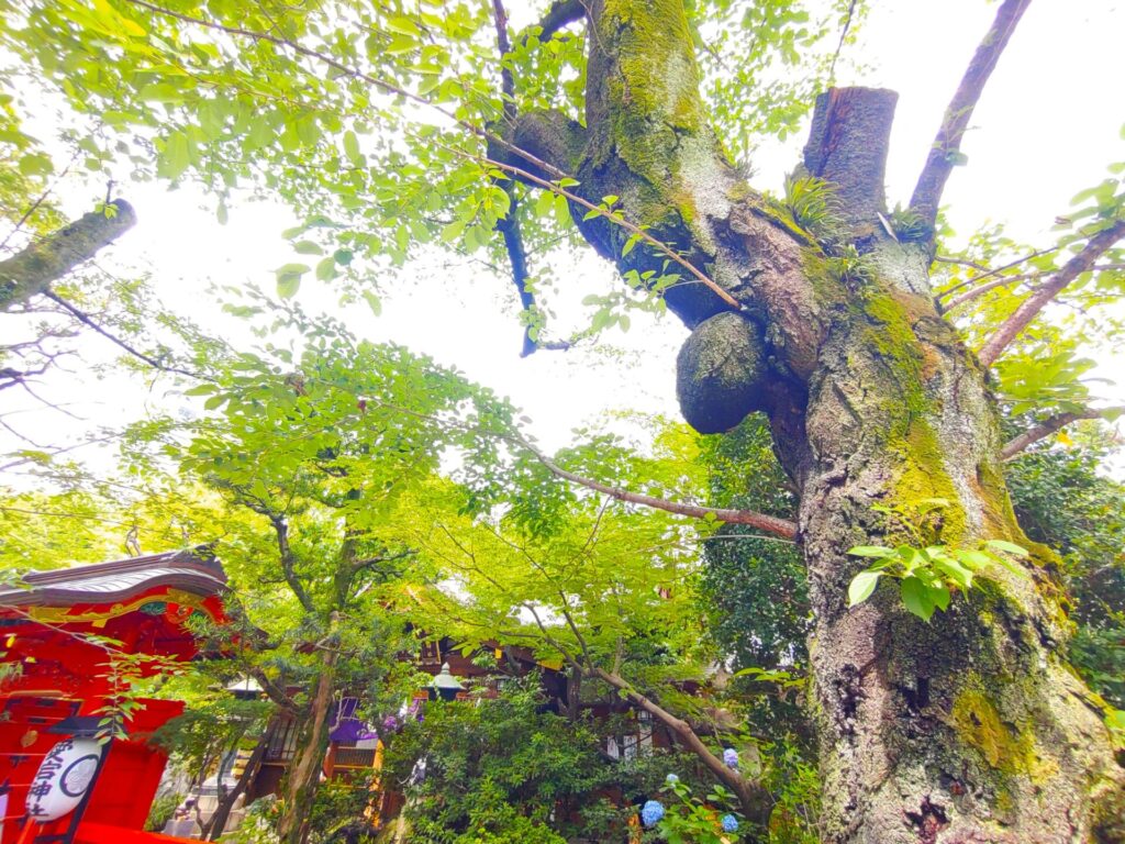 DSC 0510 1024x768 - 愛宕神社【東京都】