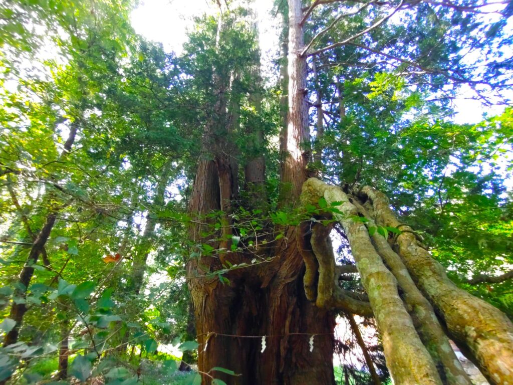 DSC 0757 2 1024x768 - 伊佐須美神社（岩代国一之宮）【福島県】