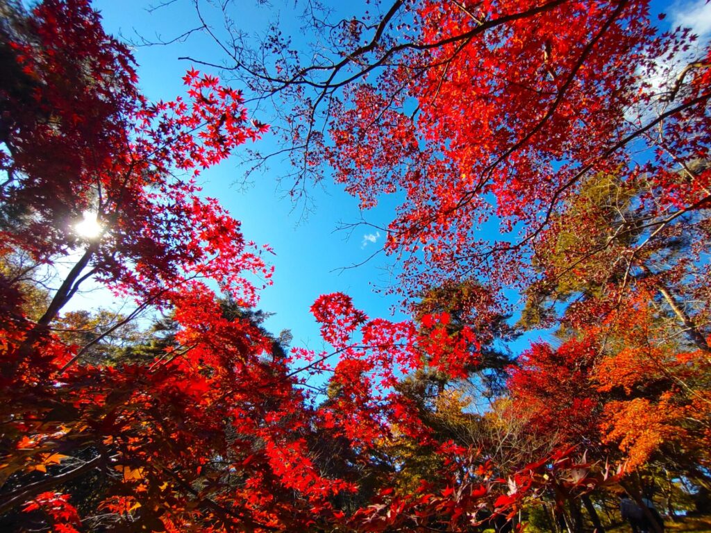 DSC 1508 1 1024x768 - 月の石もみじ公園・埼玉県立自然の博物館【埼玉県】