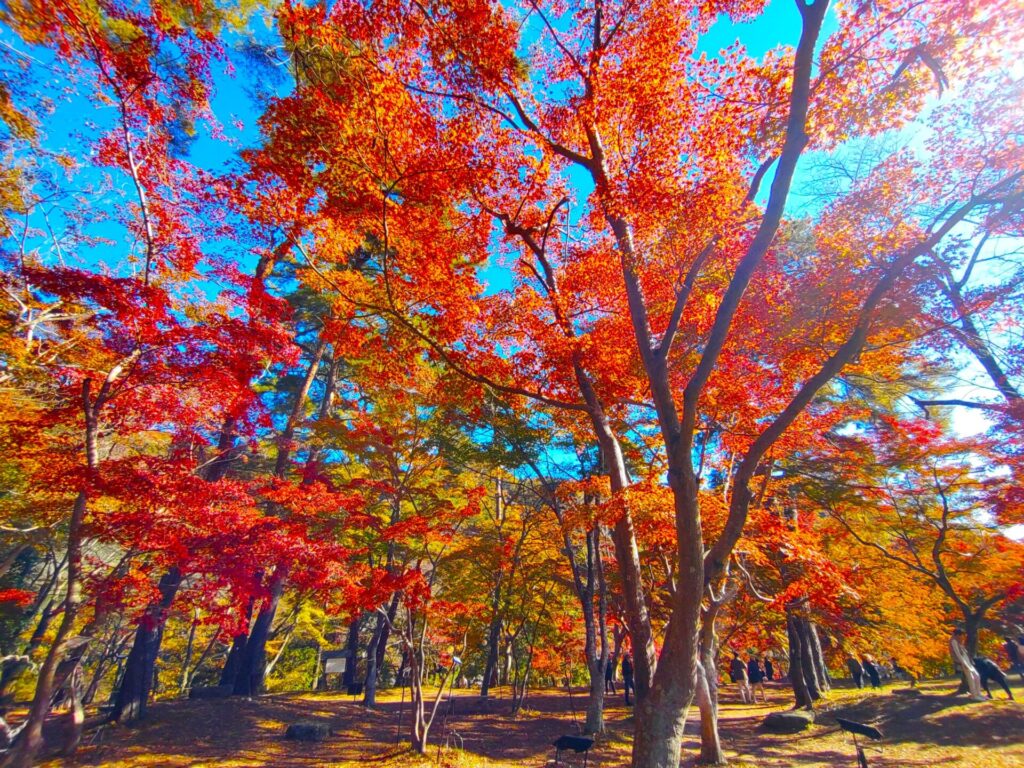 DSC 1511 1 1024x768 - 月の石もみじ公園・埼玉県立自然の博物館【埼玉県】